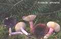 Russula amoena-amf1745